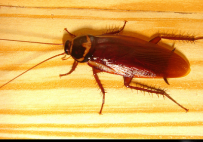 le cafard : la réglementation